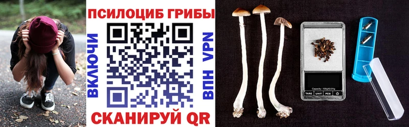 блэк спрут зеркало  Грязи  Псилоцибиновые грибы GOLDEN TEACHER 